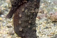 Koloa Shore Dive with Sea Turtles thumbnail 5