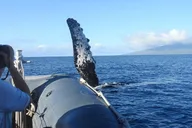 Lahaina Eco-Raft Whale or Dolphin Watching Tour 2 hr thumbnail 5