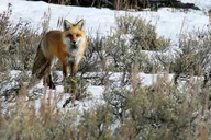 Yellowstone National Park Sightseeing Tour with Lunch thumbnail 6