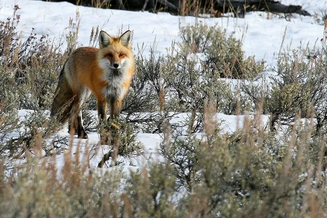 Yellowstone National Park Sightseeing Tour with Lunch - Image 6