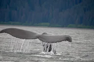Juneau Catamaran Whale Watching Tour thumbnail 1