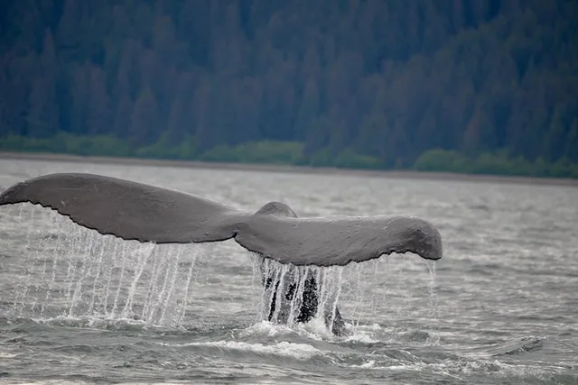 Juneau Catamaran Whale Watching Tour - Image 1