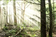 Gatlinburg Smoky Mountain Guided Hike thumbnail 4