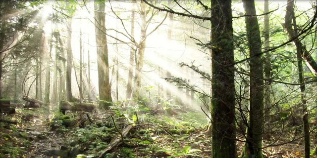 Gatlinburg Smoky Mountain Guided Hike - Image 4