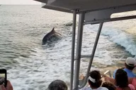 Destin Dolphin Watching Cruise thumbnail 5