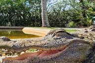 Miami Everglades Airboat Tour thumbnail 1