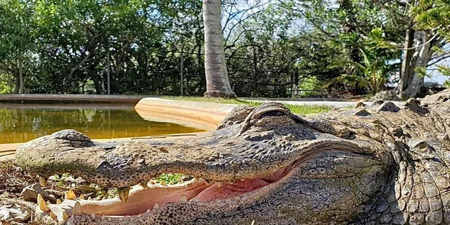 Miami Everglades Airboat Tour - Image 1