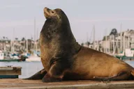 San Diego Electric Boat Night Experience thumbnail 3
