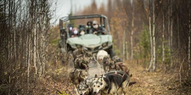 Fairbanks Dog Mushing Fall Adventure - Image 6