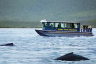 Juneau Whale Watching Adventure thumbnail 1