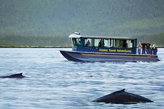 Juneau Whale Watching Adventure