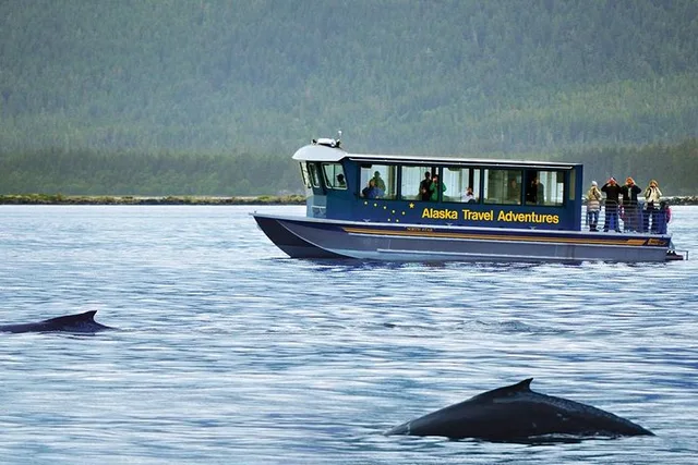 Juneau Whale Watching Adventure - Image 1