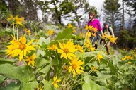 Yellowstone Beaver Ponds Naturalist Hike thumbnail 3