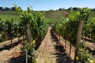 Napa Valley Wine Country Tour thumbnail 3