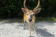 Florida Keys Nature and Wildlife Tour thumbnail 2