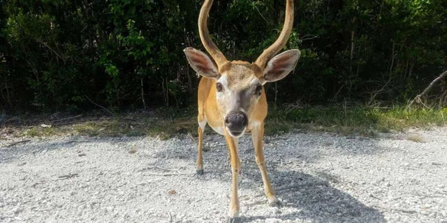 Florida Keys Nature and Wildlife Tour - Image 2