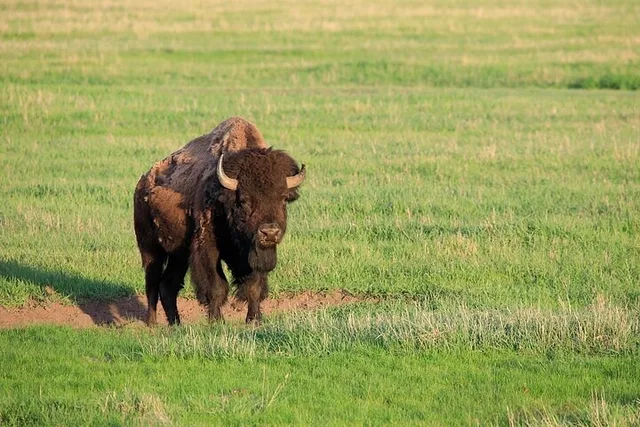 West Yellowstone National Park Private Tour - Image 5