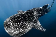 Kona Ocean Safari and Snorkel thumbnail 1