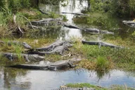 Miami Everglades Airboat Tour with Water Taxi thumbnail 1