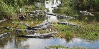 Miami Everglades Airboat Tour with Water Taxi
