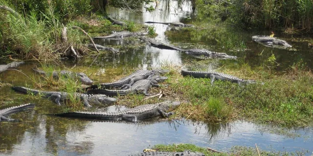 Miami Everglades Airboat Tour with Water Taxi - Image 1