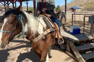 Las Vegas Horseback Ride in Joshua Tree Forest thumbnail 4