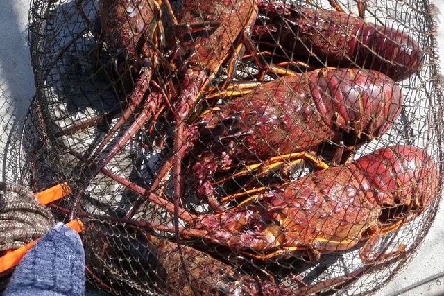 San Diego Lobster Hoop Netting Charter - Image 3