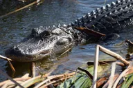 Fort Lauderdale Everglades Safari thumbnail 3
