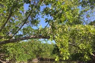 Marco Island Mangrove Kayak Tour 2 hr thumbnail 5