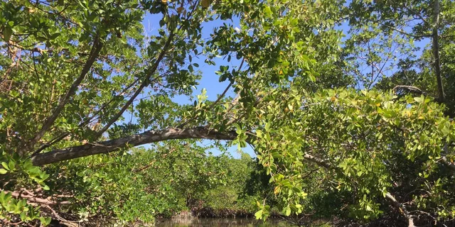 Marco Island Mangrove Kayak Tour 2 hr - Image 5
