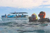 Key West Dolphin Watching and Snorkeling Adventure thumbnail 2