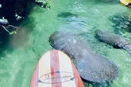 Orlando Manatee and Natural Spring Adventure Tour thumbnail 3