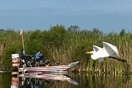 Everglades Airboat Adventure 90 Min thumbnail 6