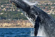 Newport Beach Whale and Dolphin Watching Tour thumbnail 1