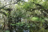 Everglades National Park Biologist Led Adventure thumbnail 3