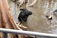 Slidell Honey Island Swamp Private Tour 2 hr thumbnail 3