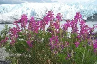 Anchorage Northern Lights and Glacier Tour thumbnail 6