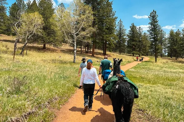 Rocky Mountains Llama Lunch Hike - Image 3