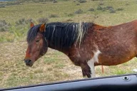 Cody Wild Mustang Eco Tour 3 hr thumbnail 3