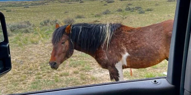 Cody Wild Mustang Eco Tour 3 hr - Image 3