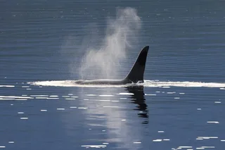 Ketchikan Native Wildlife & Scenic Experience