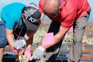 Maui Pineapple Planting Experience 2 hr thumbnail 5