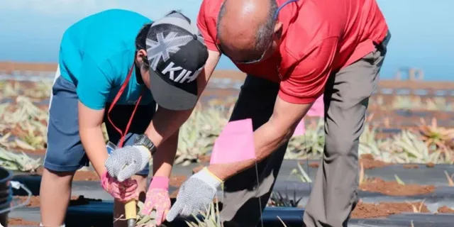 Maui Pineapple Planting Experience 2 hr - Image 5