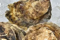 Providence Wine & Oyster Boat Cruise 75 Min thumbnail 6
