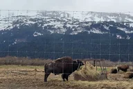 Anchorage Alaska Wildlife Conservation Center Tour thumbnail 3