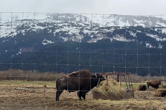 Anchorage Alaska Wildlife Conservation Center Tour - Image 3