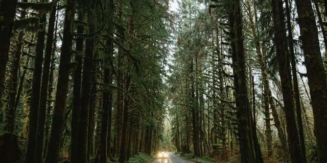 Seattle Twilight Forks Tour 9 hr - Image 3