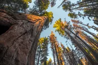 Sequoia & Kings Canyon National Parks Self-Guided Audio Tour thumbnail 5