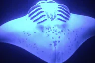 Kailua Kona Night Manta Ray Snorkel Adventure thumbnail 5