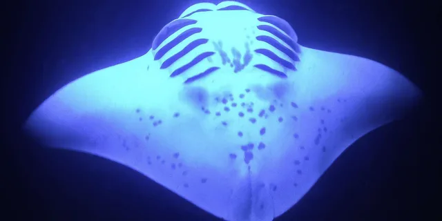 Kailua Kona Night Manta Ray Snorkel Adventure - Image 5